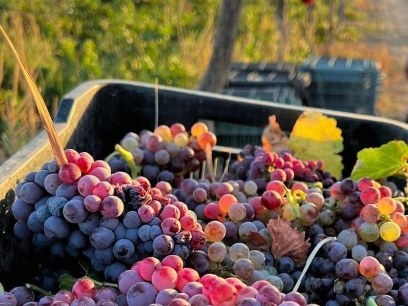 فندق D'Vino Valle De Guadalupe إنسينادا المظهر الخارجي الصورة